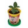 Набор для выращивания растений ВЫРАСТИ ДЕРЕВО! "Кофе арабский карликовый" (банка, грунт, семена), zk-012